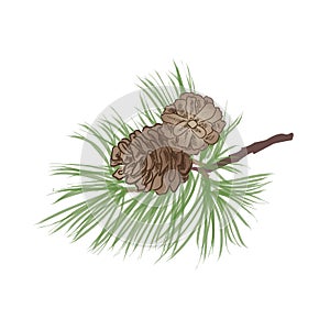 Pinecone branch isolated. Pine tree close up illustration