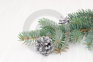 Pinecone on branch photo