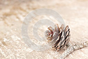 Pinecone and brown concrete background