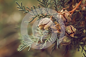 Pinecone buds on a branch
