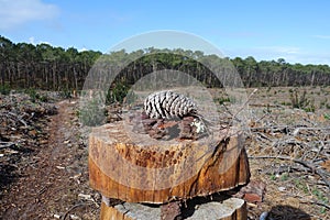 Pinecone on Clearcut area in the forest with pine trees cut down as a form of deforestation contributing to climate change.