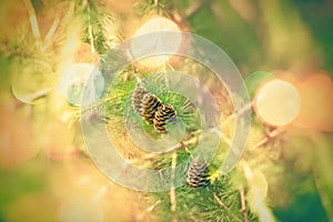 Pinecone cone on branch on Christmas tree outdoor, Christmas coming soon!