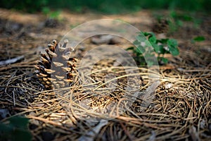 A pinecone in the forest on the ground