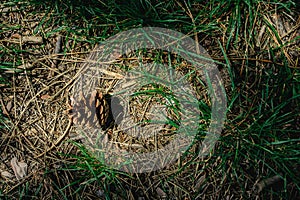 A pinecone in the forest on the ground