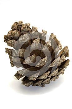Pinecone or fruit of the pine photo