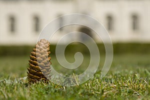 Pinecone in the grass