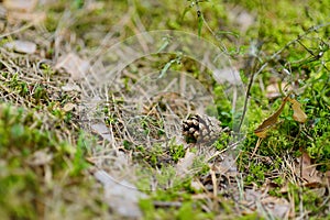 Pinecone on the ground in autumn forest