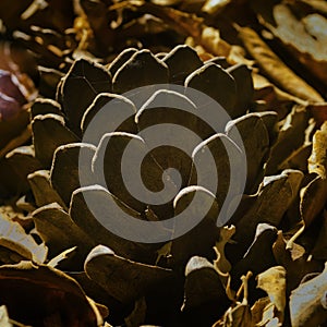 Pinecone on the ground half covered by leaves of oak tree