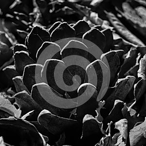 Pinecone on the ground half covered by leaves of oak tree