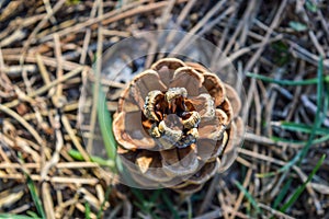 Pinecone on the ground
