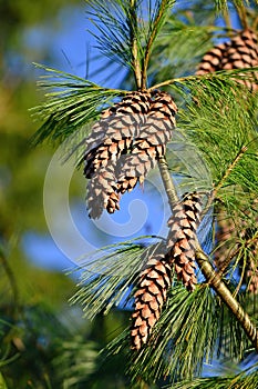 Pinecone high in a tree