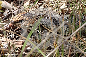 pinecone lizard (shingleback skink or bobtail lizard) - yanchep - western australia