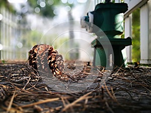 Pinecone lying on the ground