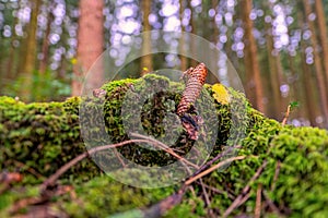 Pinecone lying at the ground in a green mossy forest