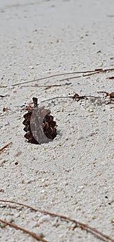 Pinecone lying on white sand
