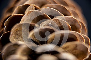 Pinecone macro shot background. Nature close up.