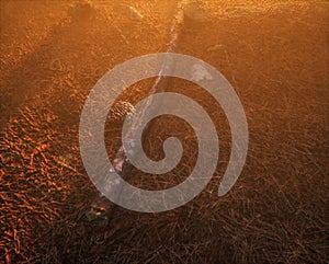 Pinecone next to fallen pine tree on a forest ground.