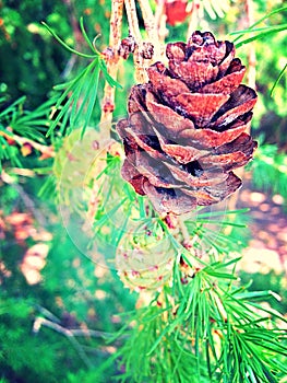 Pinecone