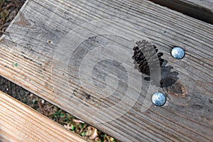 Pinecone on a Picnic Table