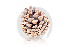 Pinecone