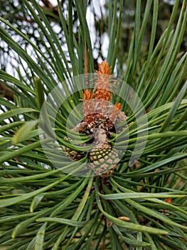 Pinecone pine fir forest tree incipience