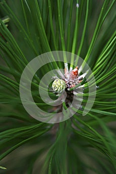 Pinecone and pine needle