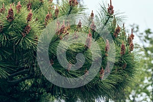 Pinecone- pine tree