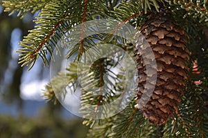 Pinecone