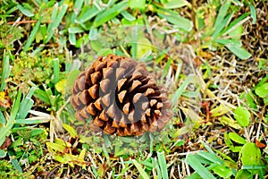 Pinecone