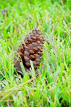 Pinecone