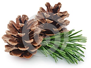 Pinecone photo