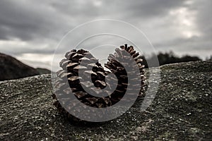 A pinecone on a rock