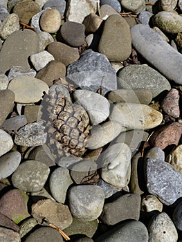 Pinecone and Rocks Pebble Background