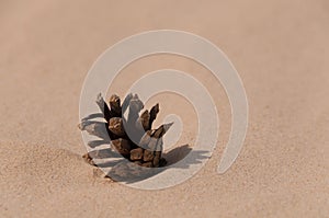 Pinecone in the sand