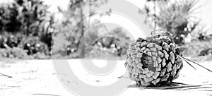 Pinecone in the Sand