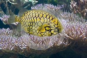 The Pinecone seafish in an aquarium