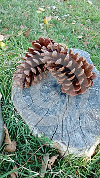 Pinecone photo