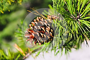 Stillness of a Pinecone