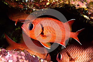 Pinecone soldierfish photo