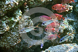 Pinecone soldierfishes