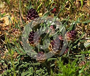 Pinecone Thistle plants show pine form flowers - Rhaponticum coniferum photo