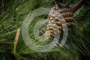 Pinecone on a tree, 