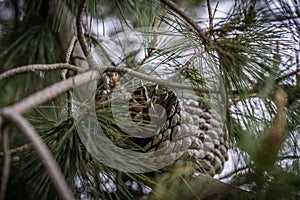Pinecone on a tree, 