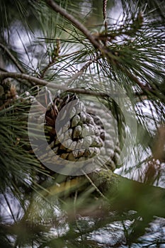 Pinecone on a tree, 
