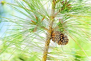 Pinecone