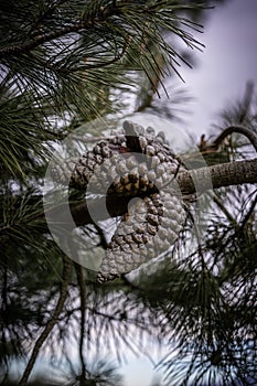 Pinecone on a tree, isolated