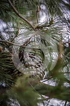 Pinecone on a tree, isolated