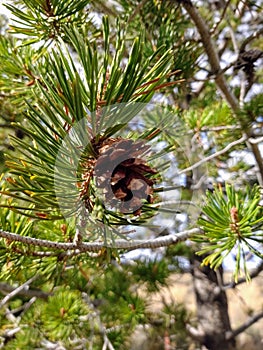 Pinecone in a tree