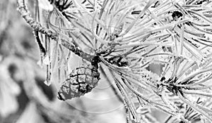 Pinecone tree on snow