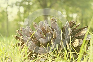 Pinecone Upclose Green overlay